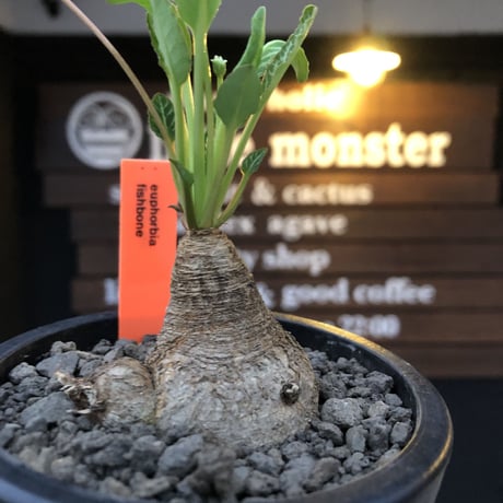 euphorbia  fishbone《小さめ M size》※現地球株発根済※激希少‼︎今や流通少なきフィッシュボーン※mad black pot植え