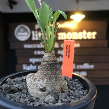 euphorbia  fishbone《小さめ M size》※現地球株発根済※激希少‼︎今や流通少なきフィッシュボーン※mad black pot植え