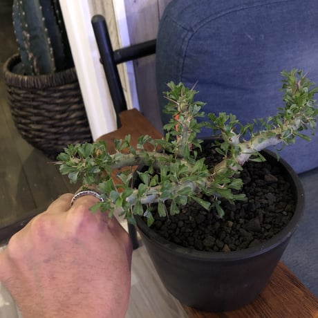 sarcocaulon   patersoni（Ｌ size）大変樹形 balanceも良く、本来の理想の樹形通りに成長してくれています。#mad black pot植え‼︎