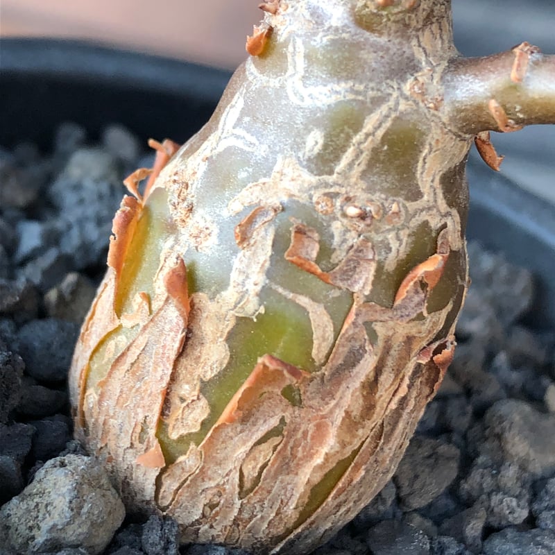 othonna pachypoda《M size》※激希少‼︎現地球株発根済※とびきりほって