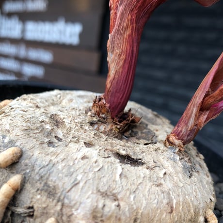 エリオスペルマム | STORES