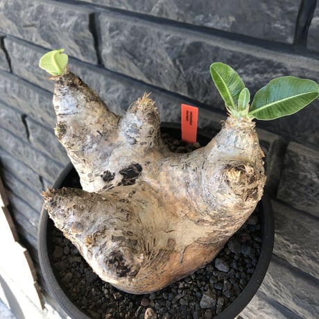 pachypodium  eburneum《LL size》※現地球発根後店主国内管理8年株※エブレらしい樹形に極wild装いの存在感抜群なimpact株※mad black bowl pot植え