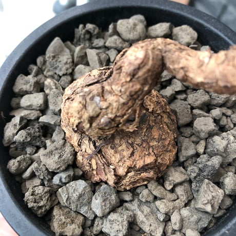 pelargonium triste《M  size》※現地球発根後店主国内管理1年株※味深き肌質にぼってりまん丸株元なトリステ※mad black pot植え