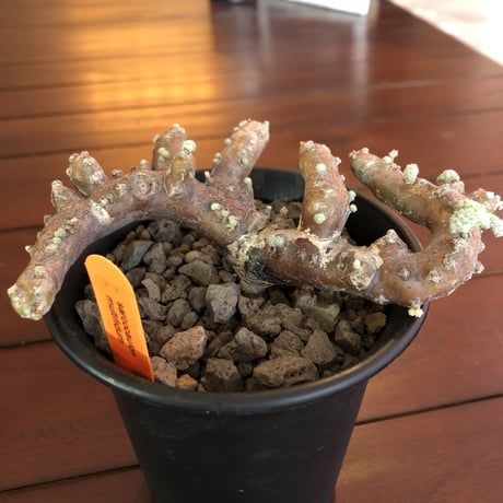 sarcocaulon  multifidum   《size  M》