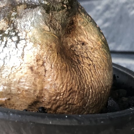 pachypodium gracilius《M size》極‼︎低重心ぼってり樹形※現地球発根後店主国内管理3年株※岩肌に当たり育った傷跡を持つぼってり樹形※mad black pot植え