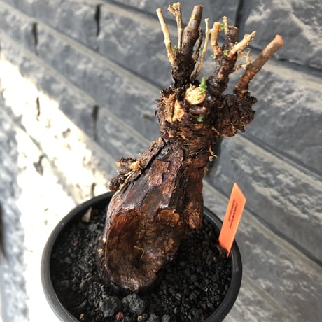 mestoklema tuberosum《 M size》※現地球発根後店主国内管理4年株※大きくエグれた味深き勲章傷跡を持つ生命力感じる一株の上、冬季も動く希少灌木※mad black pot植え