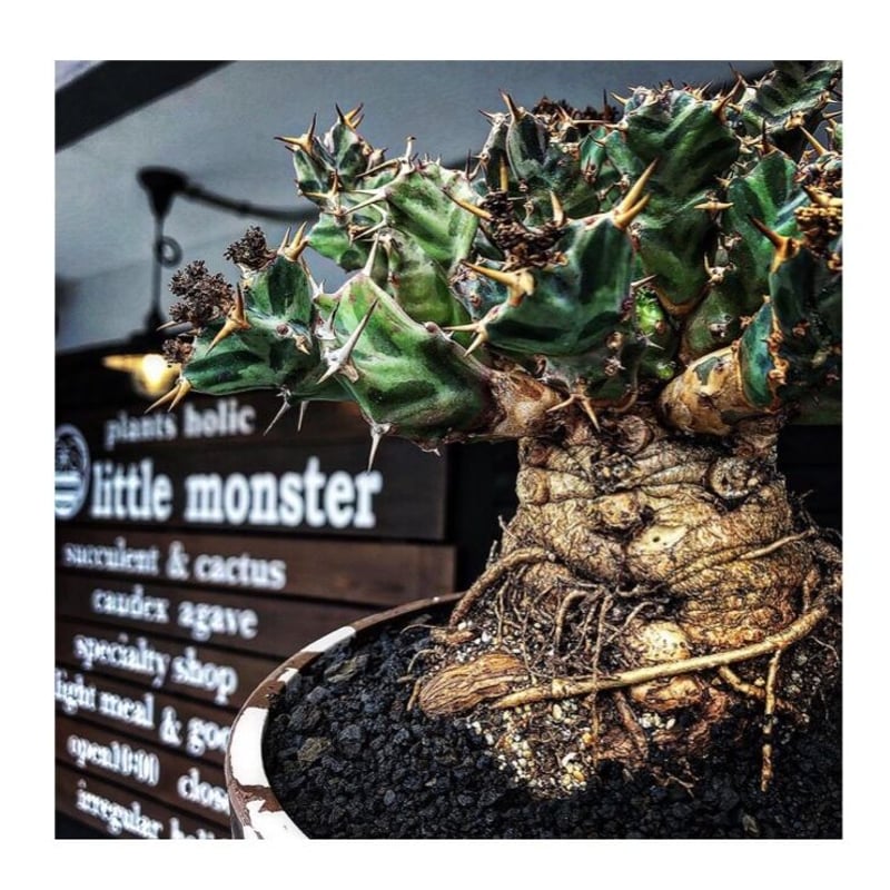 euphorbia tortirama（XL size）※現地球株発根済（店主所有株