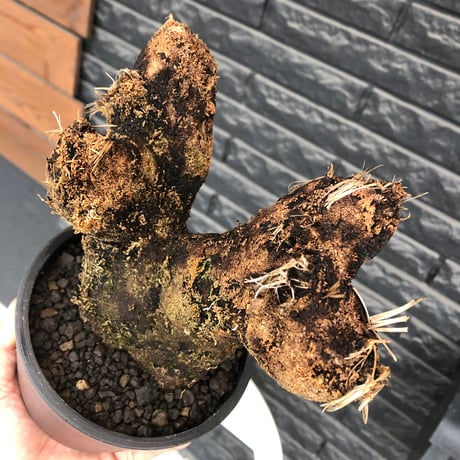 xerophyta  trichophylla《S size》※現地球発根済株※驚愕強靭株※幹太め&限りなくweightはlow‼︎これでもかわいい小振りサイズ※mad black pot植え
