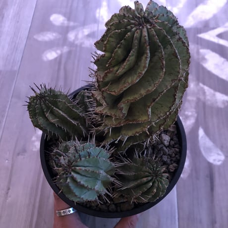 euphorbia    horrida《L  size》