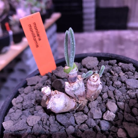 monilaria   moniliformis《S  size》※現地球発根済株※モニラリア属希少種　※冬型caudex‼︎   ※mad black bowl pot植え