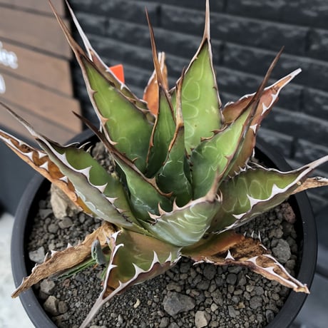 agave montana《大きめM size》※子株有り選抜株※現地球発根後店主国内管理3年株※纏まり締まり良きワイルド感満載で男前な出立ちが堪らない‼︎※mad black bowl pot植え