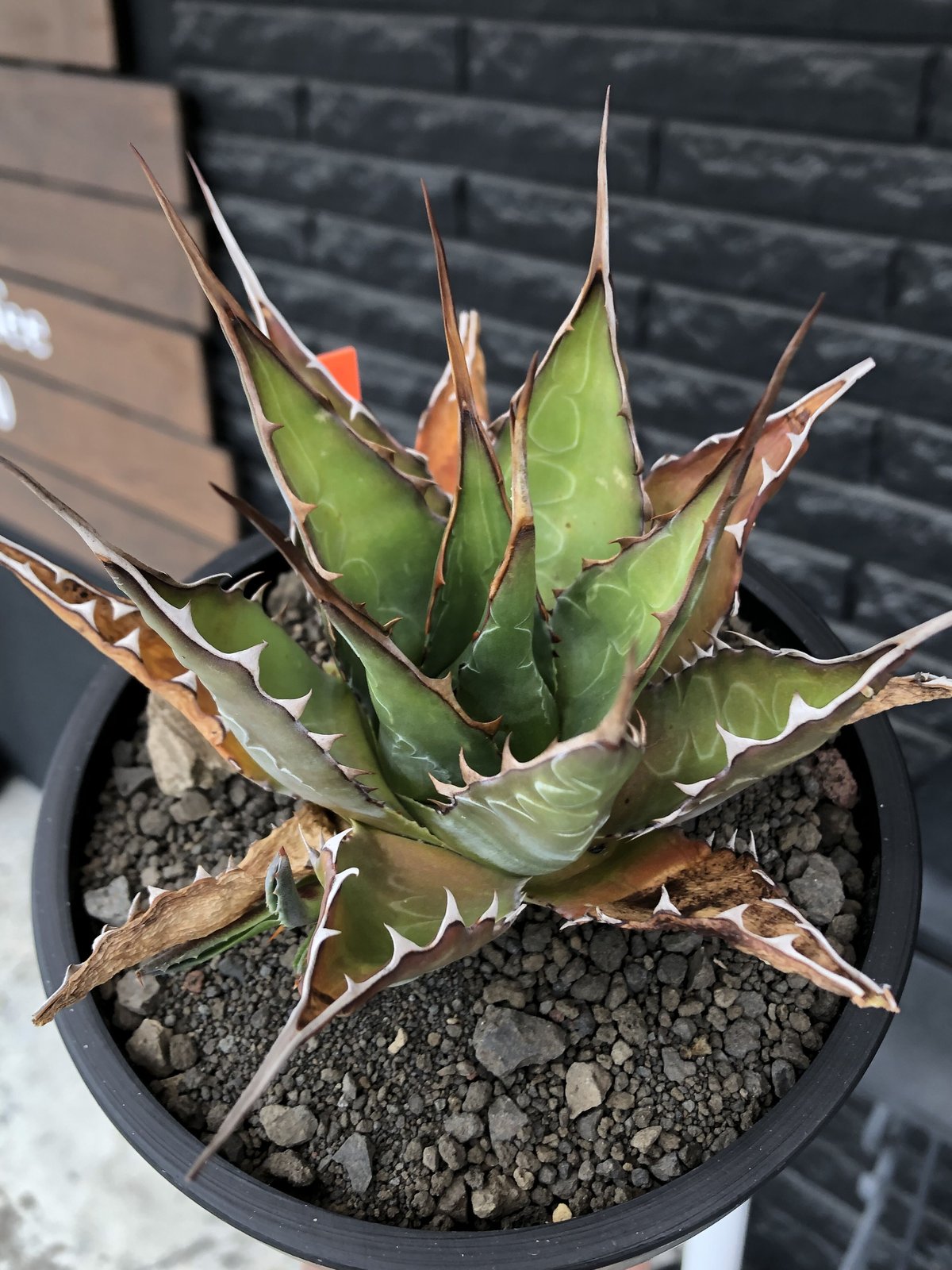 agave montana《大きめM size》※子株有り選抜株※現地球発根後店主国内