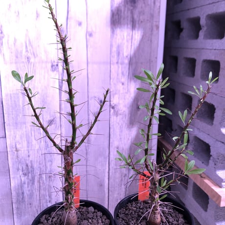 fouquieria  purpusii《M size》 ※希少株  ※幹の模様が特徴な人気種　※限定2株
