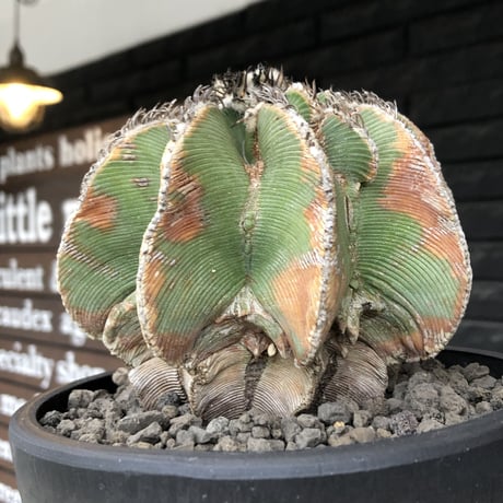 aztekium hintonii《LL size》※現地球発根後店主国内管理22年株※マニア様には涎モノの大変希少な大株現地球ヒントニー※mad black bowl pot植え