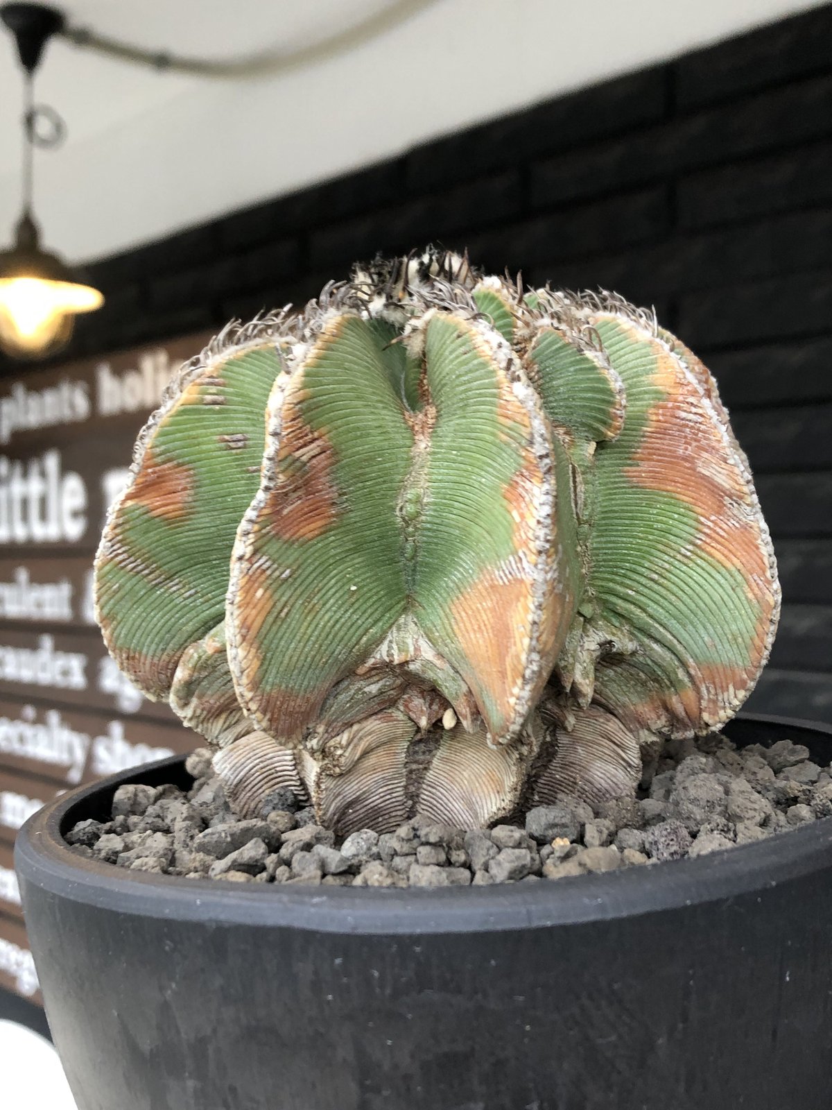 aztekium hintonii《LL size》※現地球発根後店主国内管理22年株※マニア
