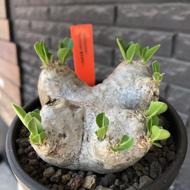 pachypodium brevicaule恵比寿笑い《M size》※現地球発根後店主国内...