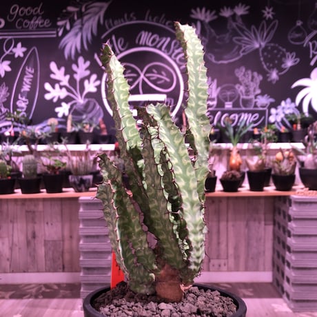 euphorbia enormis《M size》※大変カッコいい棘モノ塊根ユーフォルビア‼︎※mad black pot植え※限定２株