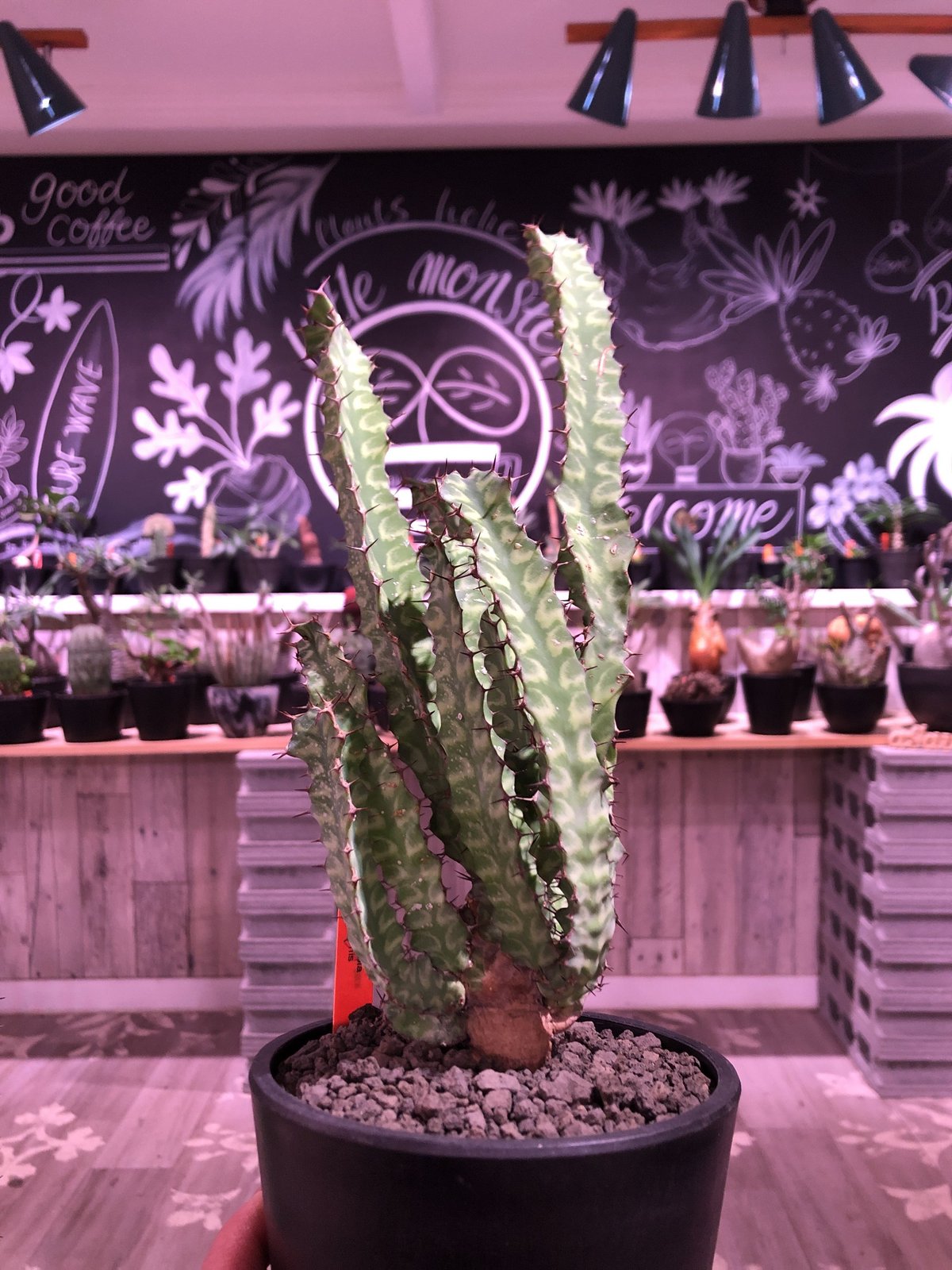 euphorbia enormis《M size》※大変カッコいい棘モノ塊根