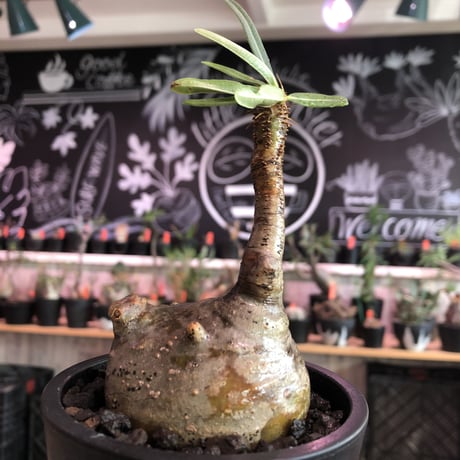 packypodium  gracilius《小さめM size》※希少ニ頭枝※現地球発根済株※店主国内管理2年株※まん丸ながら偏平樹形のかわいい一株‼︎※mad black pot植え