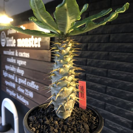 pachypodium  ambongense  littmon seed🌱《大きめM size》希少種※実生でも流通少なき将来有望ぼってり株※mad black pot植え