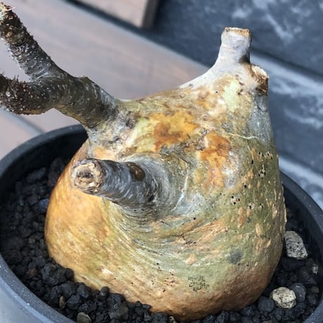 pachypodium gracilius《大きめM size》極ぼってり低重心樹形&現地焼け肌※現地球発根後店主国内管理4年株※丸みも強く極めて低重心ぼってり樹形※mad black pot植え