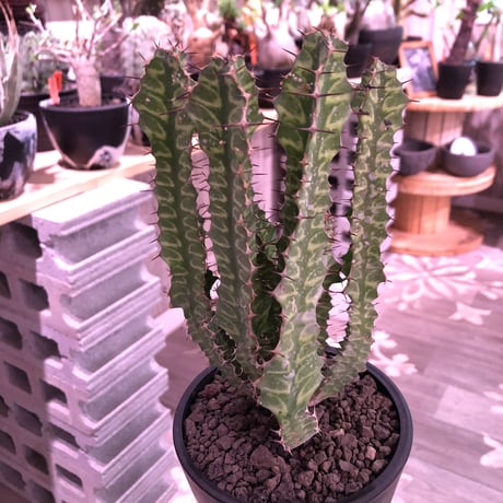 euphorbia enormis《M size》※大変カッコいい棘モノ塊根ユーフォルビア‼︎※mad black pot植え※追加補填‼︎限定1株