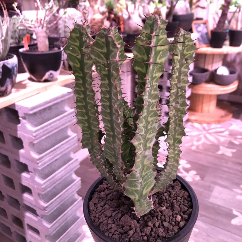 euphorbia enormis《M size》※大変カッコいい棘モノ塊根