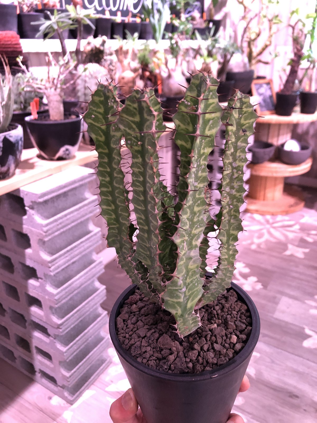 euphorbia enormis《M size》※大変カッコいい棘モノ塊根ユーフォルビア