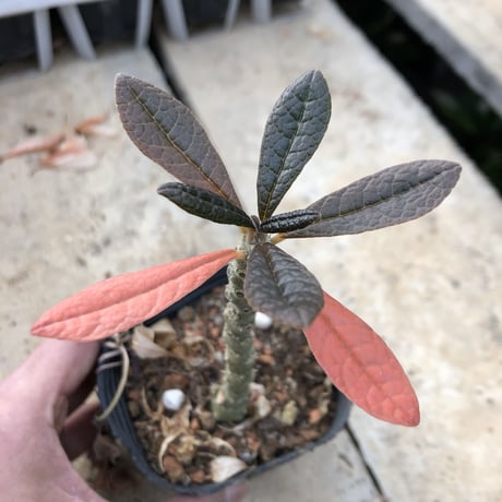 希少 dorstenia   gigas《M  size》