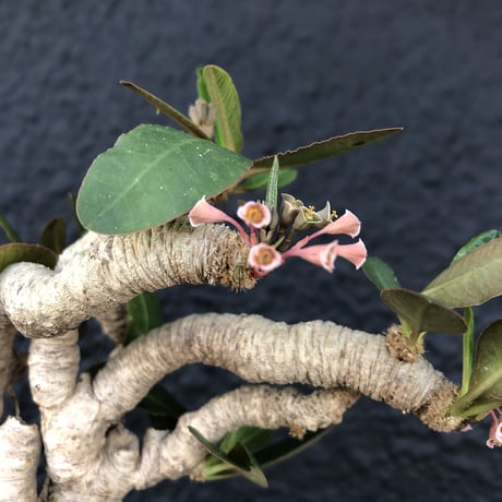 euphorbia   subapoda《L size》