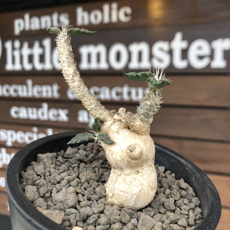 euphorbia tulearensis《 M size》※現地球発根後店主国内管理3年株※驚愕‼︎希少性激高塊根ユーフォルビア‼︎balance良き一株※mad black pot植え