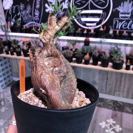 packypodium  bispinosum《M ~L size》sizeバラバラ