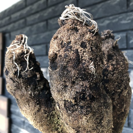 xerophyta trichophylla《S size》※現地球発根後店主国内管理2年株※驚愕強靭株※良balanceな一株※mad black pot植え