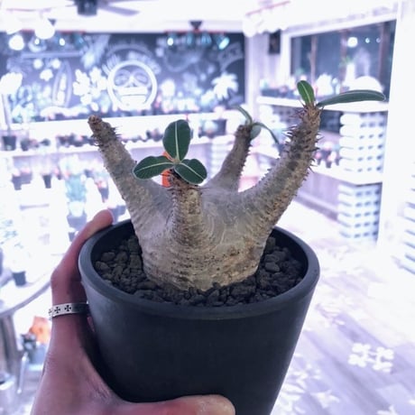 packypodium  makayense《M size》