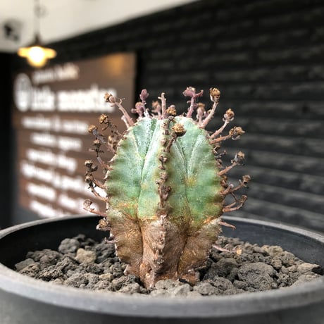 euphorbia horrida alba × valida《大きめS size》※現地球株発根済※両者の良さが相まった現地自然交配による激レア渾身の一株※black bowl pot植え