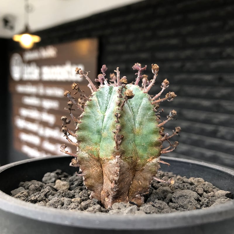 ユーフォルビア　エスクレンタ　現地球 ユーフォルビア エスクレンタ Euphorbia esculenta no.228