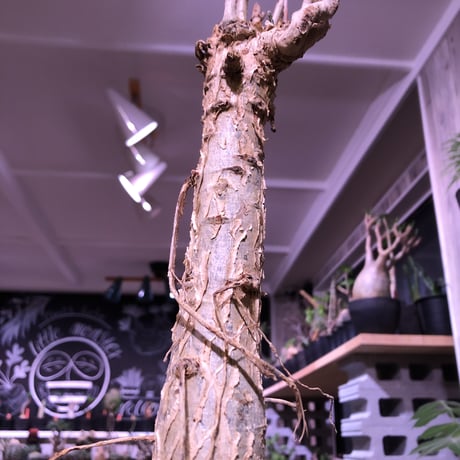 euphorbia    mahabobokensis《L size》驚愕激希少種※マダガスカルのマハボボカ村のみに自生する希少大株※激オススメ株※限定１株