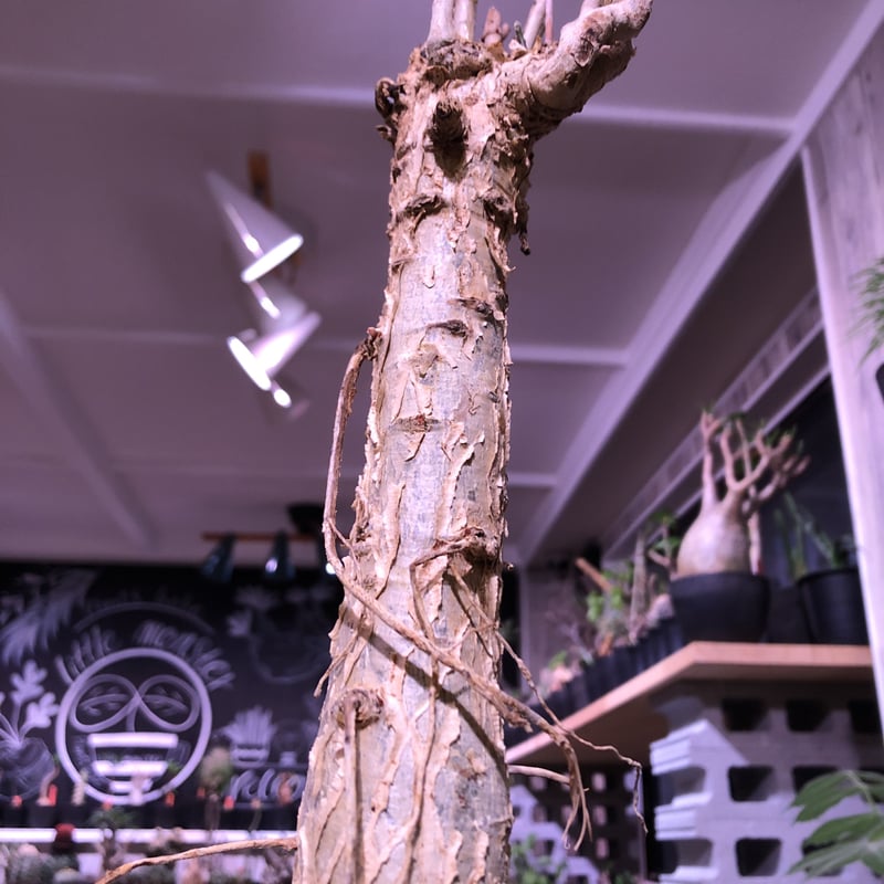 euphorbia mahabobokensis《L size》驚愕激希少種※マダガスカ