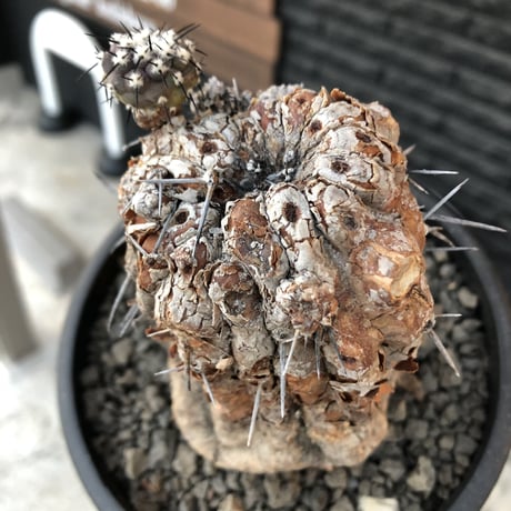 copiapoa cinerea 黒王丸《M size》※現地球発根後店主国内管理21年株※極上‼︎全身から生命力感じる木質ミイラ化した極上株※mad black bowl pot植え
