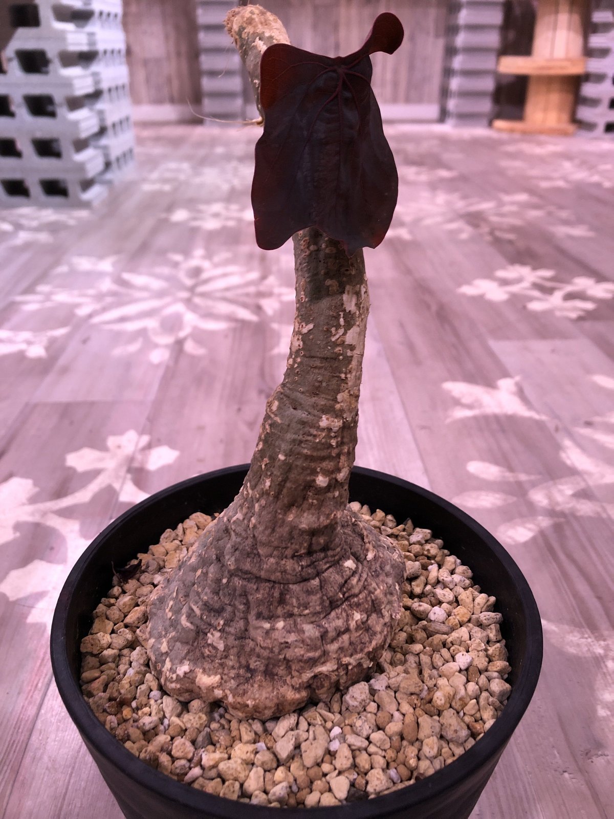 adenia stylosa《L size》 | plants holic 