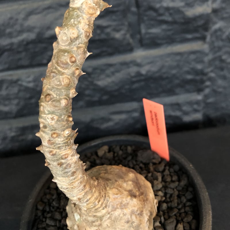 packypodium windsorii《Msize》※現地球発根済み株‼︎今後脇枝が