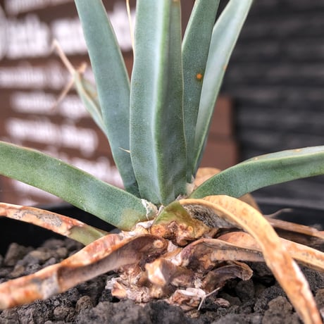 leuchtenbergia  principis 晃山《S size》※現地球株発根済※小振りながらも味深く強靭で育てやすい一属一種の有望株※black bowl pot植え