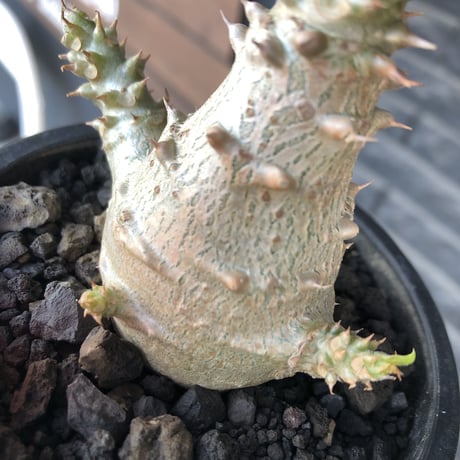 pachypodium windsorii《M size》※選抜littmon seed🌱※weight低き極ぼってり株元&枝振りも◎良樹形※mad black pot植え