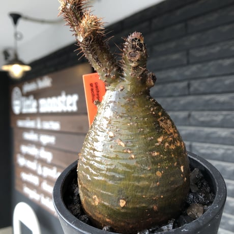 pachypodium gracilius《小さめM size》※希少‼︎極green肌ぼってり樹形※現地球発根後店主国内管理4年株※カラーも樹形も堪らない一株※mad black pot植え