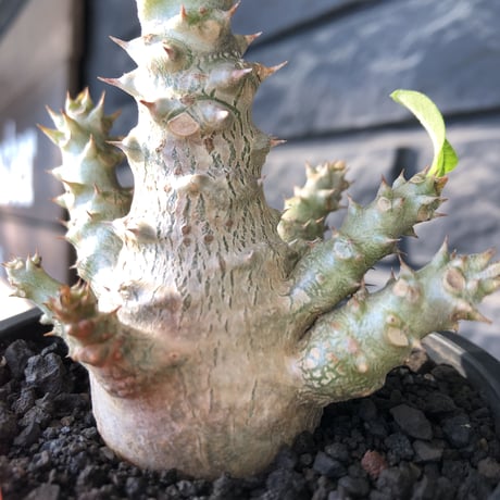 pachypodium windsorii《M size》※選抜littmon seed🌱※weight低き極ぼってり株元&枝振りも◎良樹形※mad black pot植え