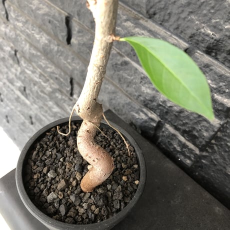 adansonia  digitata （バオバブの木）《M size》 ※発根済株※冬季もしっかり管理した小さめでも丈の締まった成長が大変楽しみなバオバブ※mad  black  pot植え