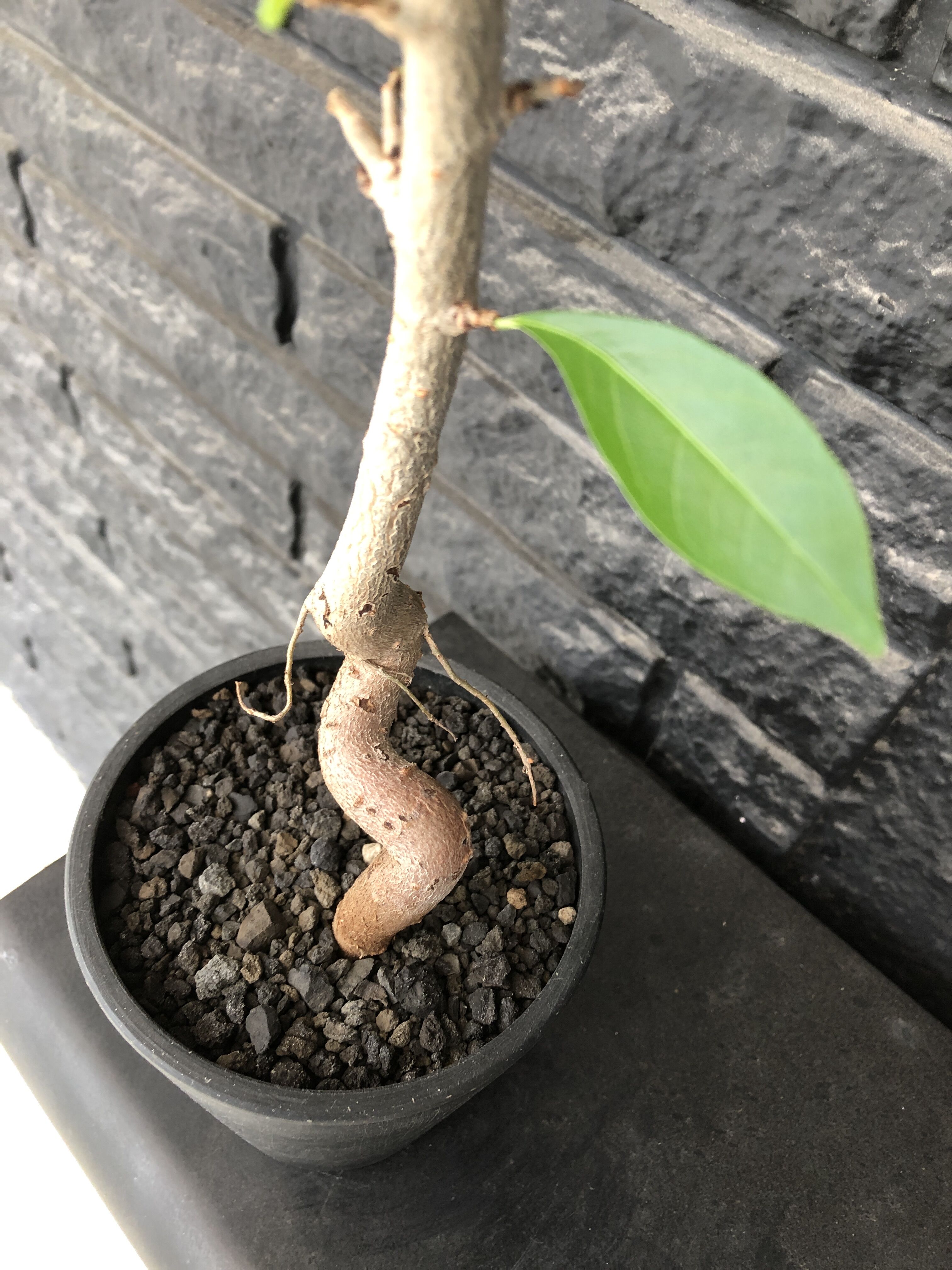 adansonia digitata （バオバブの木）《M size》 ※発根済株※冬季もし