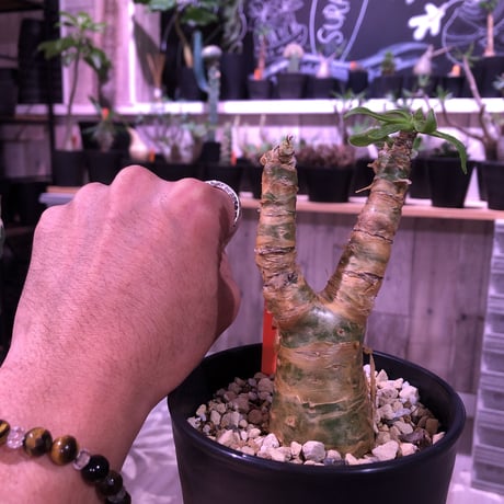 tylecodon  paniculatus 《S size》置き物のようなかわいさ