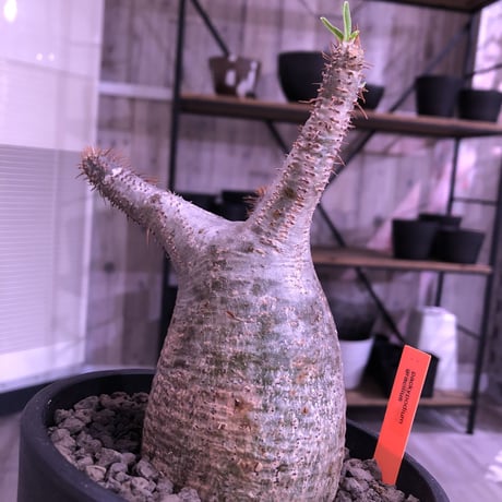 packypodium  gracilius 《M size》  現地球  発根済み株   mad black pot植え（限定①株）