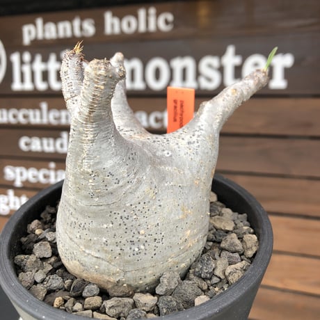 pachypodium  gracilius《M size》極美肌&短枝ぼってり樹形※現地球発根後店主国内管理3年株※美肌でとびきりぼってりな良樹形グラキ※mad black pot植え